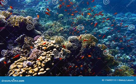 Arrecife De Coral Escuela De Coral Duro Y Suave De Peces De Cristal