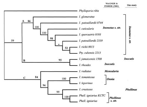 Gene Phylogeny From Its Nucleotide Sequences Of Southern And Northern