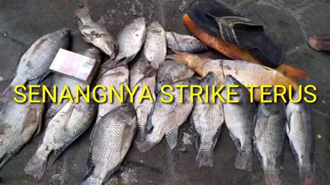 Mancing Ikan Nila Strike Terus Terusan Youtube