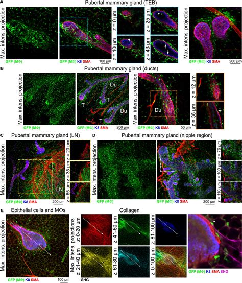 Frontiers Developmental Stage Specific Distribution Of Macrophages In