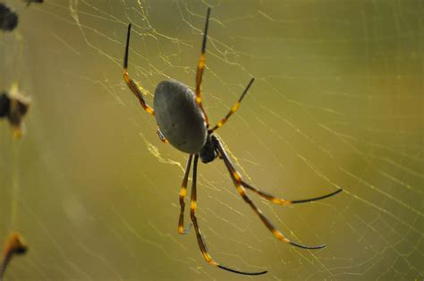 Spider Free Stock Photo Public Domain Pictures