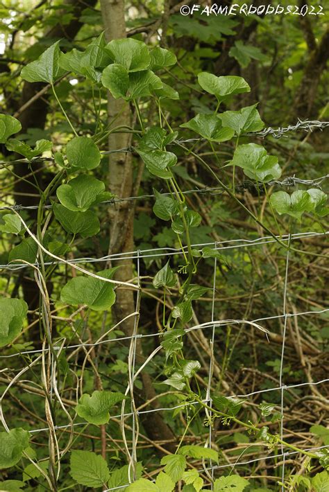 Dioscorea Communis Black Bryony Thrislington National Na Flickr