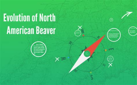 Evolution of North American Beaver by nathan browning on Prezi