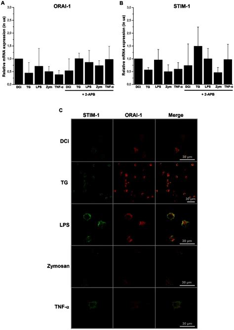 The Expression Of Orai And Stim Was Analyzed At The Transcriptional