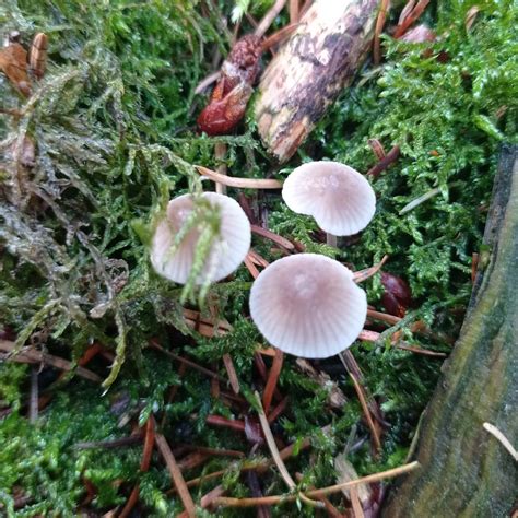 Mycena Picture Mushroom