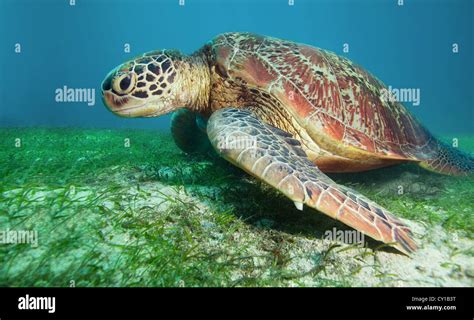 Sea turtle eating seaweed deep underwater Stock Photo - Alamy