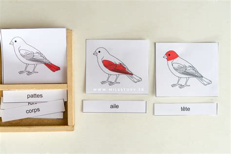 Activités Maternelle Oiseaux Cartes Nomenclature Oiseaux