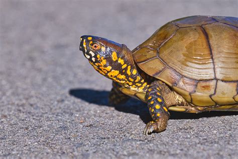 Colorful Three-toed Box Turtle | Steve Creek Wildlife Photography