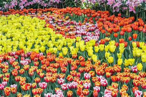 Schöne Tulpe Blume Und Grünem Blatt Hintergrund Im Garten Im Winter