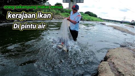 Jala Ikan Di Pintu Air Dapat Ikan Satu Kampung Net Fishing