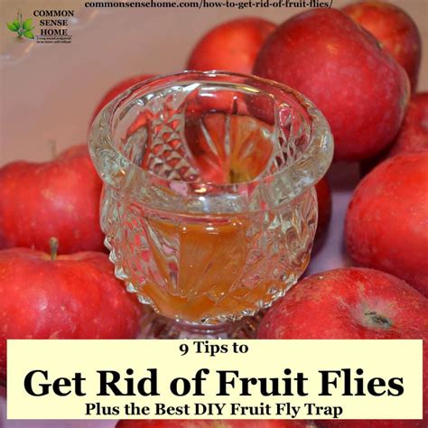 How To Get Rid Of Fruit Flies Plus Easy Fruit Fly Trap