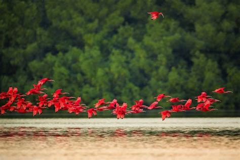 Facebook A flock of flying Scarlet Ibis in Caroni, Trinidad. The ...