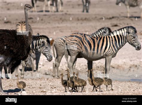 Mother Ostrich With Babies At Nebrowni Waterhole In Etosha National