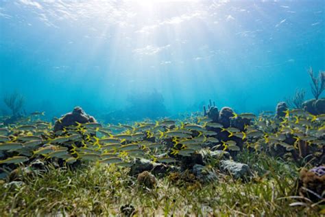 The Best Grand Turk Snorkeling | Visit Turks and Caicos Islands