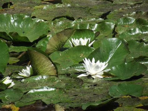 Seerosen Wasserlilien Blume Kostenloses Foto Auf Pixabay