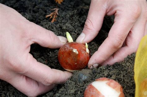 Blumenzwiebeln Pflanzen So Machen Sie S Richtig