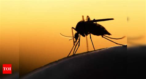 Chikungunya Fever Causes Symptoms And Prevention Times Of India