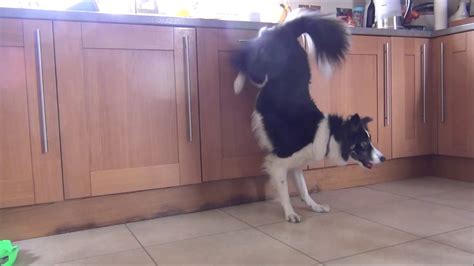 Border Collie Tricks And Training Star 3 Years On YouTube