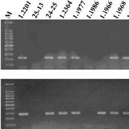 Cloning Of Partial Sequences Of PhaE A And PhaC B Via The CODEHOP