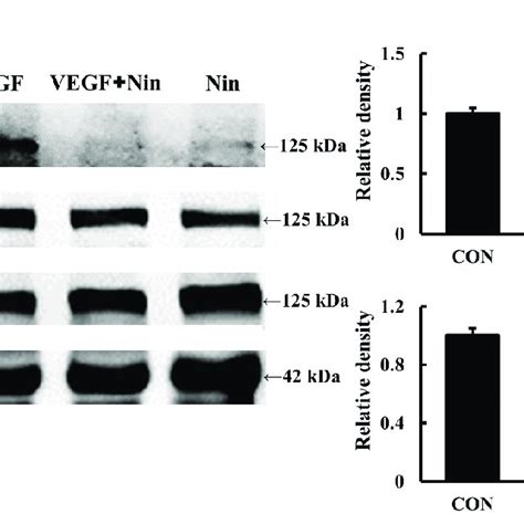 Nintedanib Suppresses Vegf Induced Fak Activation Western Blot And