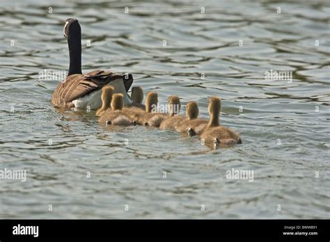 Canada Goose Branta Canadensis Introduced Species Adult With Seven Goslings Swimming On Lake