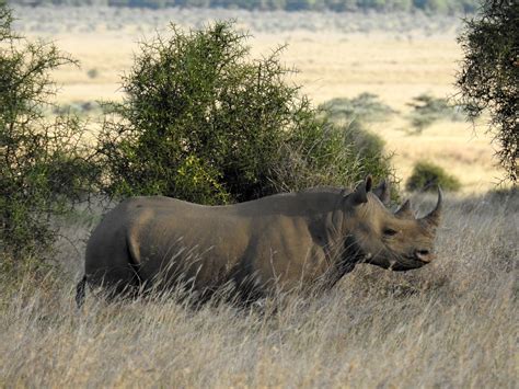 Wild Birth Of Critically Endangered Black Rhino In Kenya Dubbed A