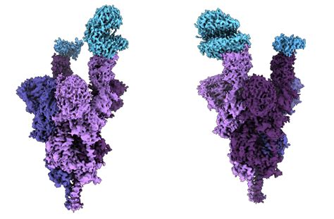 Ubc Scientists Unveil Worlds First Molecular Level Analysis Of Omicron