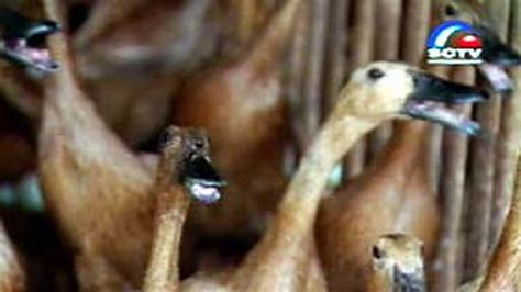 beternak itik  perkarangan rumah news liputancom