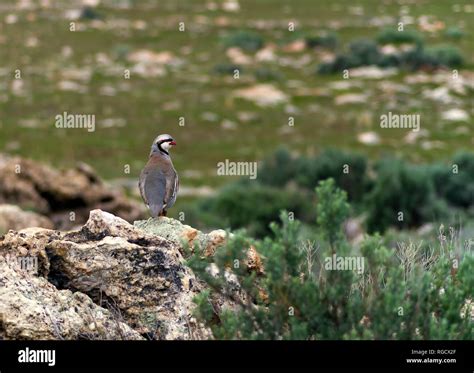 Chukar partridge habitat hi-res stock photography and images - Alamy