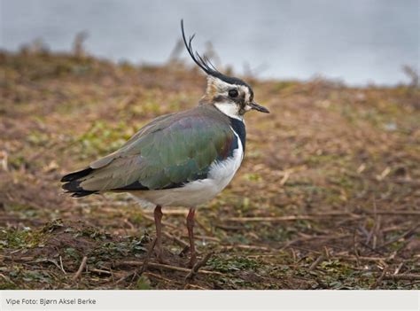 BirdLife Østfold - BirdLife Norge