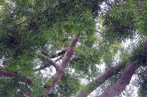 Podocarpus Gracilior African Fern Pine