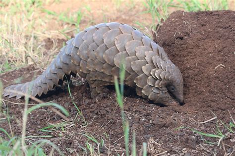 Pangolins return to Zululand - Zululand Conservation Trust