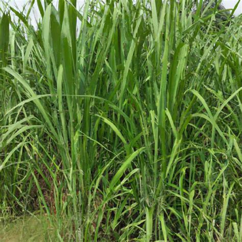 How To Grow Super Napier Grass A Guide To Planting To Harvesting Perennial Grasses Grass