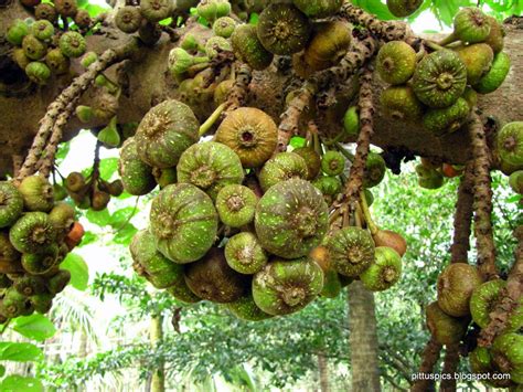 Pritham D'Souza Photography: Wild Fig Tree (Ficus carica)