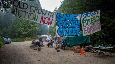 Fairy Creek Inside The Largest Protest In Canadian History Radio