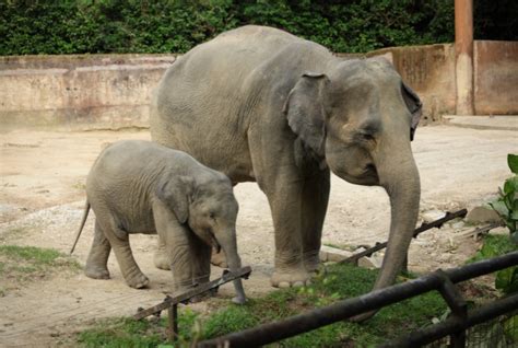 Visit the Knoxville Zoo | Knoxville Tennessee