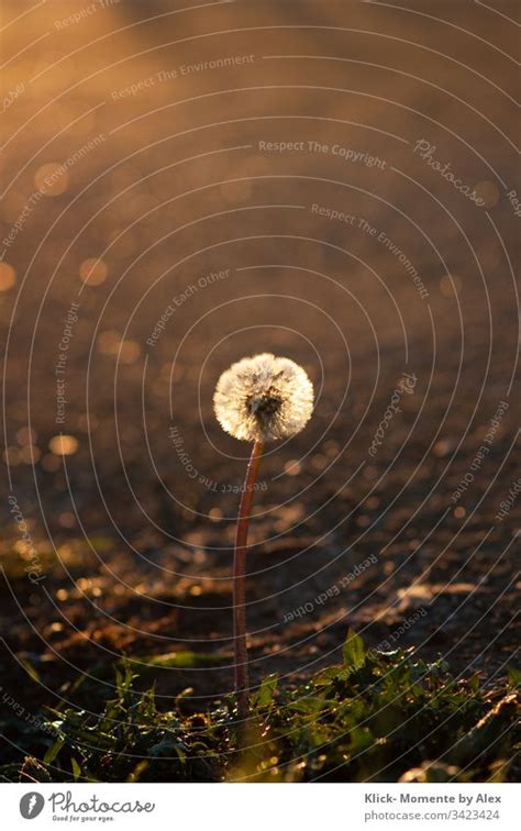 Pusteblume Im Morgenlicht Ein Lizenzfreies Stock Foto Von Photocase