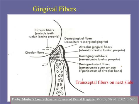 PPT Gingival And Dentogingival Junctional Tissues DHY114 Week 2