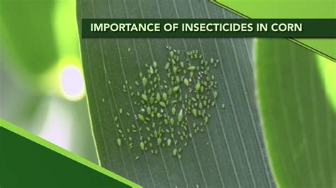 Importance Of Insecticides In Corn From Ag Phd 1107 Air Date 6 23 19 Youtube