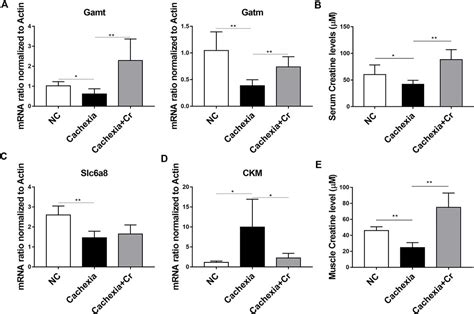 Frontiers Creatine Modulates Cellular Energy Metabolism And Protects