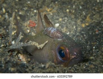 Parasitic Isopod Photos, Images & Pictures | Shutterstock