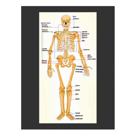 Human Skeleton Labeled Postcard | Zazzle.com