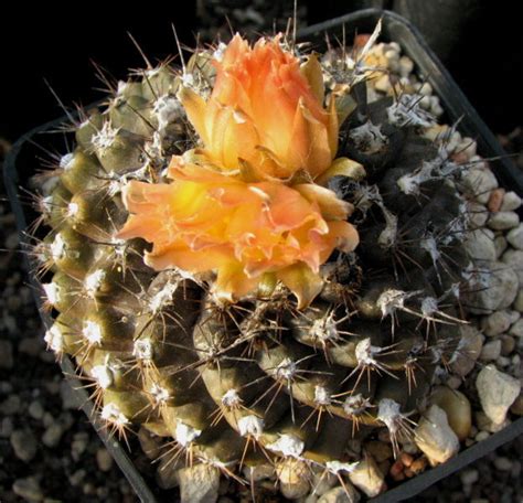 Copiapoa tenuissima Solitär