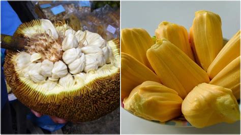 Kenali Bedanya Buah Cempedak Dan Buah Nangka Biar Nggak Salah Lagi