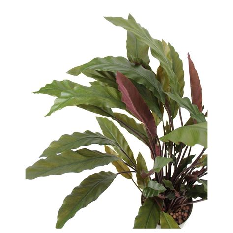 Calathea Rufibarba Artificiel Cm Plantes Vertes Artificielles