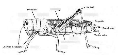 Insect anatomy Diagram | Quizlet