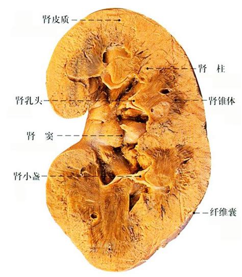 肾切面解剖图绘画 千图网