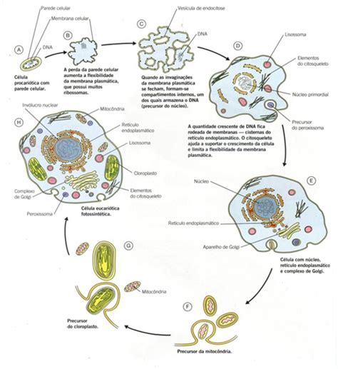 11 BioGeo Gondomar Modelo Endossimbiótico