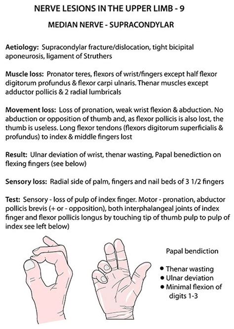 Body Anatomy, Human Anatomy, Median Nerve, Neurology, Ortho, Limb, Podcasts, Muscle, Reading