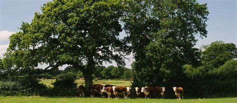 Regenerative Sustainable Farming The Dorset Meat Company